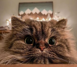 Illustration de l'article : 12 photos qui prouvent que les yeux des chats sont de véritables œuvres d’art