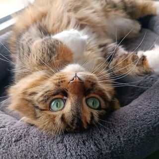 Illustration de l'article : 12 photos qui prouvent que les yeux des chats sont de véritables œuvres d’art