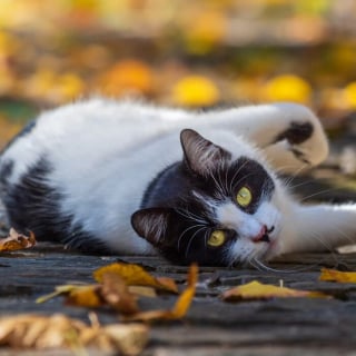 Illustration de l'article : 12 photos qui prouvent que les yeux des chats sont de véritables œuvres d’art