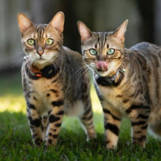 Illustration de l'article : 12 photos qui prouvent que les yeux des chats sont de véritables œuvres d’art