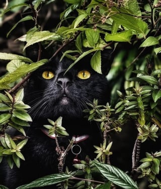 Illustration de l'article : 12 photos qui prouvent que les yeux des chats sont de véritables œuvres d’art