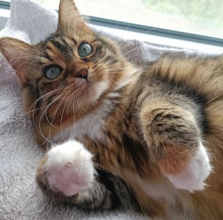 Illustration de l'article : 12 photos qui prouvent que les yeux des chats sont de véritables œuvres d’art