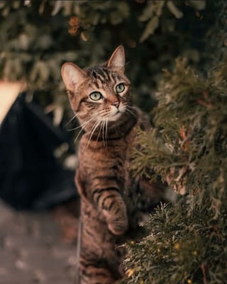 Illustration de l'article : 12 photos qui prouvent que les yeux des chats sont de véritables œuvres d’art