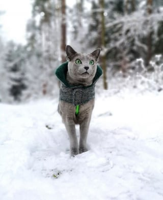 Illustration de l'article : 12 photos qui prouvent que les yeux des chats sont de véritables œuvres d’art