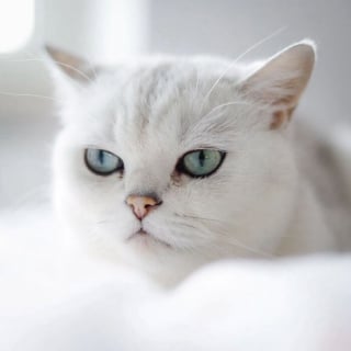 Illustration de l'article : 12 photos qui prouvent que les yeux des chats sont de véritables œuvres d’art