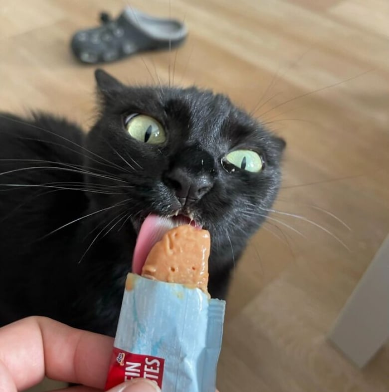 https://www.woopets.fr/assets/ckeditor/2026/jun/actualities/62010/xl/15.jpg
