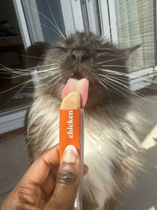 Illustration de l'article : 15 photos de chats qui expriment leur bonheur de manger une friandise