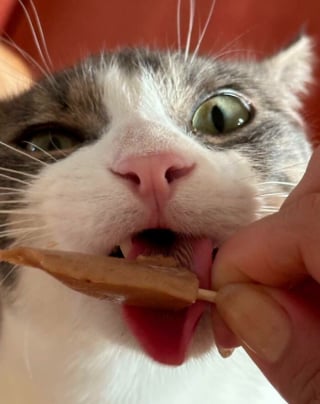 Illustration de l'article : 15 photos de chats qui expriment leur bonheur de manger une friandise