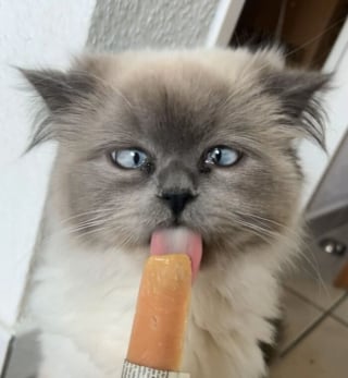 Illustration de l'article : 15 photos de chats qui expriment leur bonheur de manger une friandise