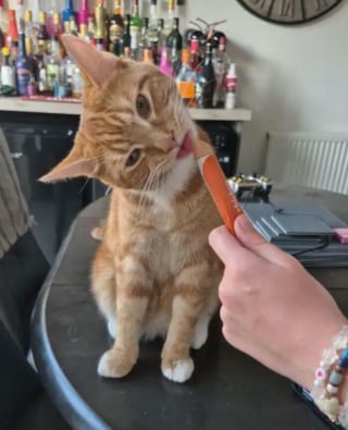 Illustration de l'article : 15 photos de chats qui expriment leur bonheur de manger une friandise