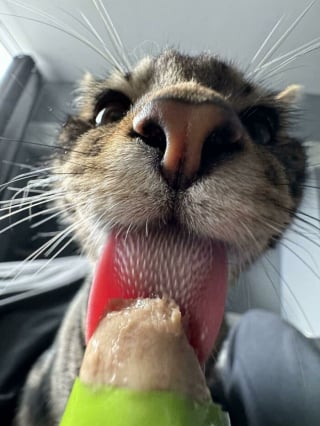 Illustration de l'article : 15 photos de chats qui expriment leur bonheur de manger une friandise