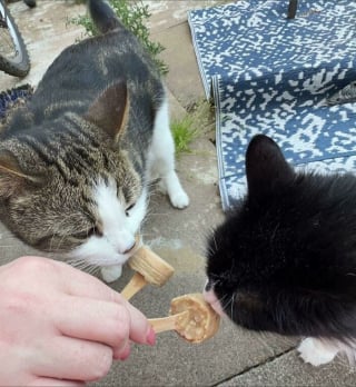 Illustration de l'article : 15 photos de chats qui expriment leur bonheur de manger une friandise