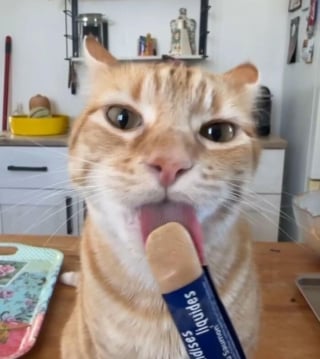 Illustration de l'article : 15 photos de chats qui expriment leur bonheur de manger une friandise