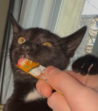 Illustration de l'article : 15 photos de chats qui expriment leur bonheur de manger une friandise