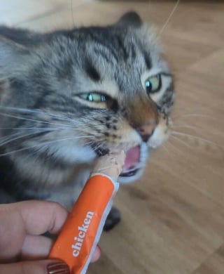 Illustration de l'article : 15 photos de chats qui expriment leur bonheur de manger une friandise