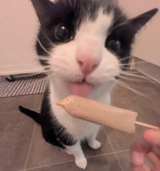 Illustration de l'article : 15 photos de chats qui expriment leur bonheur de manger une friandise