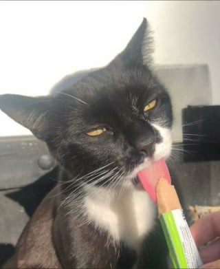 Illustration de l'article : 15 photos de chats qui expriment leur bonheur de manger une friandise