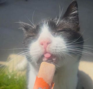 Illustration de l'article : 15 photos de chats qui expriment leur bonheur de manger une friandise