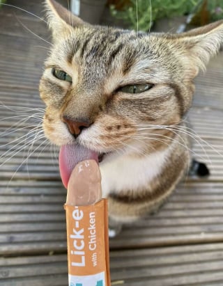 Illustration de l'article : 15 photos de chats qui expriment leur bonheur de manger une friandise