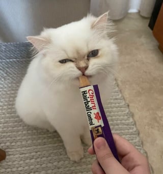 Illustration de l'article : 15 photos de chats qui expriment leur bonheur de manger une friandise