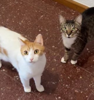 Illustration de l'article : Perplexe face &agrave; son cong&eacute;n&egrave;re qui se complique la vie, ce chat franchit la barri&egrave;re en toute facilit&eacute; en passant par la porte (vid&eacute;o)