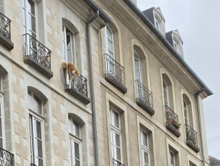 Illustration de l'article : A Rennes, un chien longtemps suspendu au 3e étage finit par tomber mais sa chute est amortie par un drap tendu par des passants