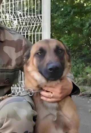 Illustration de l'article : Grâce au flair d'un chien gendarme angevin, un homme de 95 ans en hypothermie est retrouvé et secouru à temps