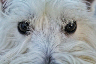 Illustration de l'article : Pourquoi votre chien vous fixe-t-il droit dans les yeux quand il fait ses besoins ?