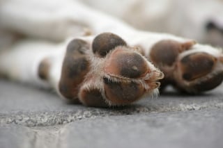 Illustration de l'article : Pourquoi les pattes de votre chien sentent-elles la chips ou le ma&iuml;s grill&eacute; ?