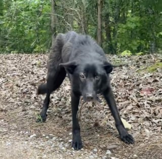 Illustration de l'article : Abandonnée dans la nature, cette chienne épuisée protégeait ses petits coûte que coûte jusqu'à l'arrivée d'une bienfaitrice (vidéo)