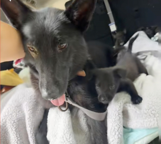 Illustration de l'article : Abandonnée dans la nature, cette chienne épuisée protégeait ses petits coûte que coûte jusqu'à l'arrivée d'une bienfaitrice (vidéo)
