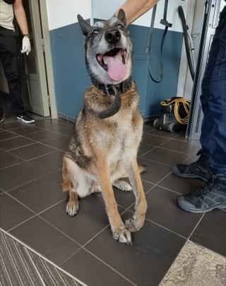 Illustration de l'article : Confinée dans le coffre d'une voiture quand elle n'était pas exploitée, cette chienne de 12 ans est enfin sauvée
