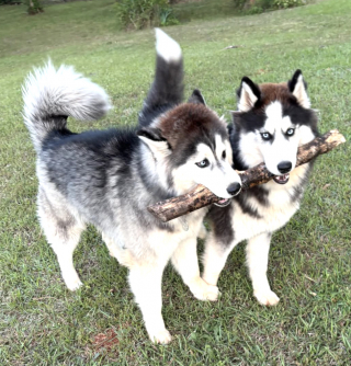 Illustration de l'article : Abandonnés juste avant la vente de leur maison, ces 2 Huskies sont adoptés par le nouveau propriétaire et retrouvent leur foyer (vidéo)