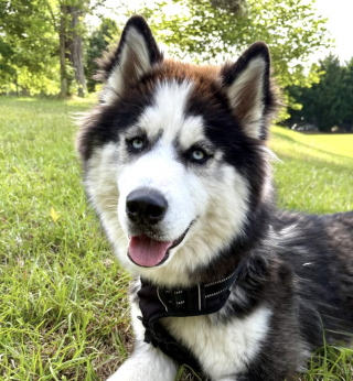 Illustration de l'article : Abandonnés juste avant la vente de leur maison, ces 2 Huskies sont adoptés par le nouveau propriétaire et retrouvent leur foyer (vidéo)