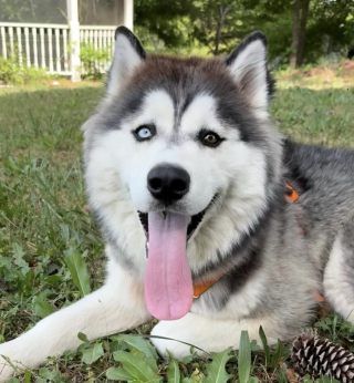 Illustration de l'article : Abandonnés juste avant la vente de leur maison, ces 2 Huskies sont adoptés par le nouveau propriétaire et retrouvent leur foyer (vidéo)