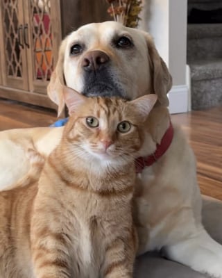 Illustration de l'article : Quand il est d’humeur câline, ce chat roux ne recule devant rien pour montrer son amour à son frère canin (vidéo)