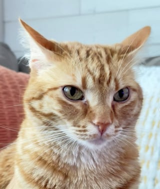 Illustration de l'article : Quand il est d’humeur câline, ce chat roux ne recule devant rien pour montrer son amour à son frère canin (vidéo)