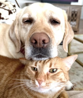 Illustration de l'article : Quand il est d’humeur câline, ce chat roux ne recule devant rien pour montrer son amour à son frère canin (vidéo)
