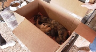 Illustration de l'article : Quelques jours apr&egrave;s avoir mis bas, une chatte errante venant d'&ecirc;tre recueillie par une famille &laquo; adopte &raquo; un lapereau