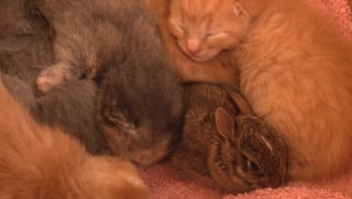 Illustration de l'article : Quelques jours apr&egrave;s avoir mis bas, une chatte errante venant d'&ecirc;tre recueillie par une famille &laquo; adopte &raquo; un lapereau