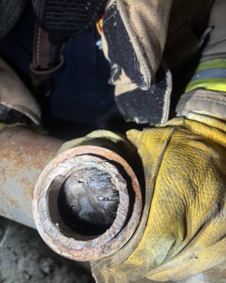 Illustration de l'article : Les pompiers sauvent un chaton coincé dans un tuyau, l'un d'eux l'adopte et demande l'aide du public pour lui trouver un nom