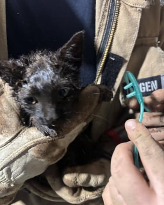 Illustration de l'article : Les pompiers sauvent un chaton coincé dans un tuyau, l'un d'eux l'adopte et demande l'aide du public pour lui trouver un nom