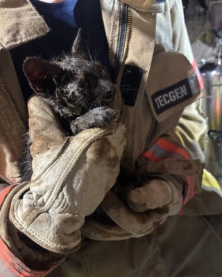 Illustration de l'article : Les pompiers sauvent un chaton coincé dans un tuyau, l'un d'eux l'adopte et demande l'aide du public pour lui trouver un nom