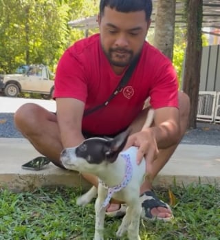 Illustration de l'article : Un chiot errant de 2 mois atteint d&rsquo;un trouble neurologique apprend &agrave; se relever gr&acirc;ce &agrave; une &eacute;quipe bienveillante (vid&eacute;o)