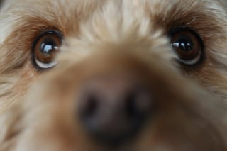 Illustration de l'article : Évolution canine, les chiens ont développé un muscle facial unique pour nous attendrir
