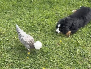Illustration de l'article : Rejetée par tous les animaux de la ferme, une petite chienne Bouvier Bernois trouve enfin l’amitié auprès d’une brebis (vidéo)