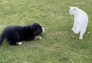 Illustration de l'article : Rejetée par tous les animaux de la ferme, une petite chienne Bouvier Bernois trouve enfin l’amitié auprès d’une brebis (vidéo)