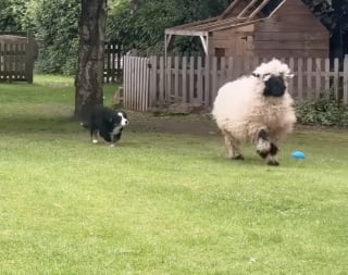 Illustration de l'article : Rejetée par tous les animaux de la ferme, une petite chienne Bouvier Bernois trouve enfin l’amitié auprès d’une brebis (vidéo)