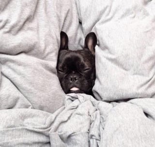Illustration de l'article : 16 photos de chiots qui incarnent la mignonnerie à son plus haut niveau