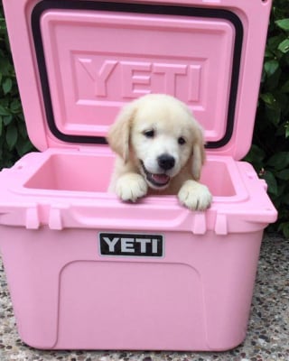 Illustration de l'article : 16 photos de chiots qui incarnent la mignonnerie à son plus haut niveau